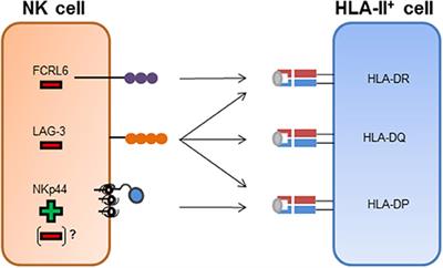 Regulation of NK-Cell Function by HLA Class II
